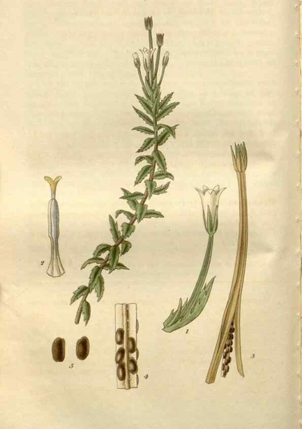 Reproducción/Reproduction 8611116650: Curtis's botanical magazine.. London ;New York [etc.] :Academic Press [etc.]