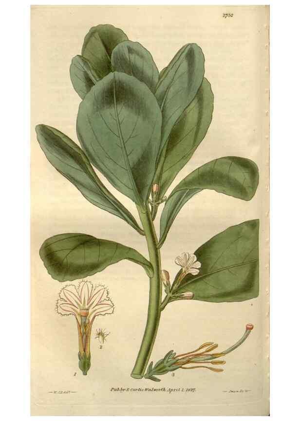 Reproducción/Reproduction 8611115094: Curtis's botanical magazine.. London ;New York [etc.] :Academic Press [etc.]
