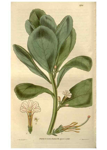 Reproducción/Reproduction 8611115094: Curtis's botanical magazine.. London ;New York [etc.] :Academic Press [etc.]