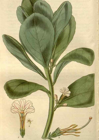 Reproducción/Reproduction 8611115094: Curtis's botanical magazine.. London ;New York [etc.] :Academic Press [etc.]