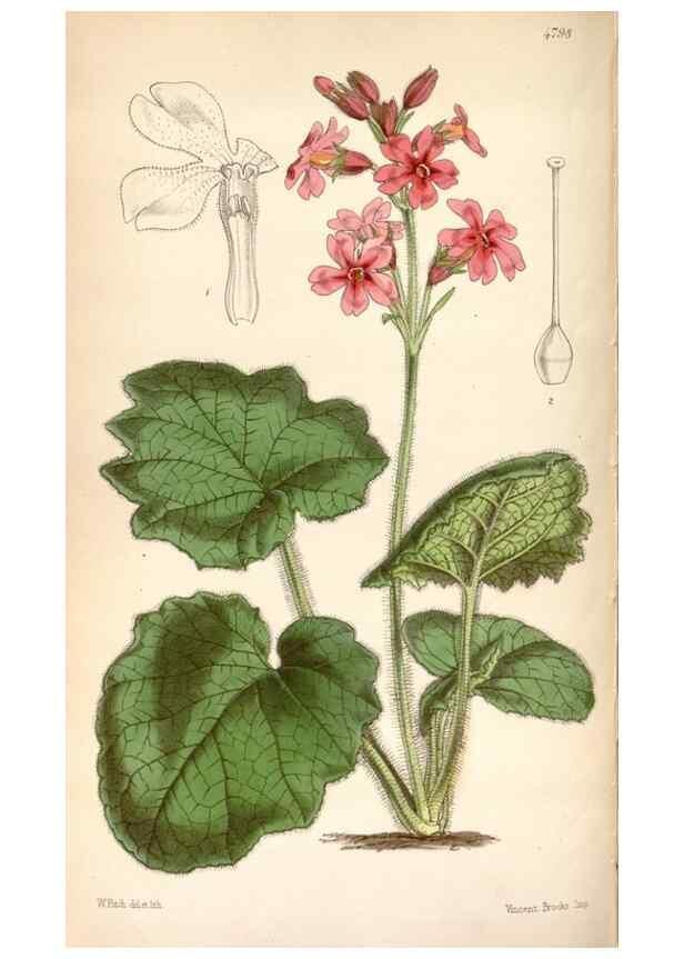 Reproducción/Reproduction 8600582808: Curtis's botanical magazine.. London ;New York [etc.] :Academic Press [etc.]