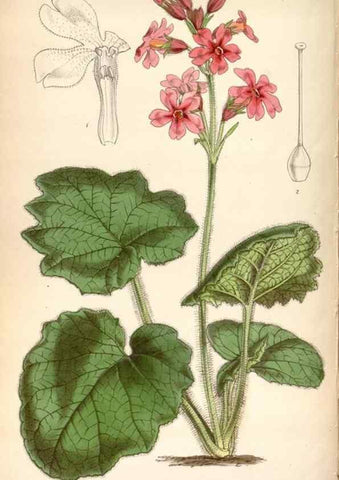 Reproducción/Reproduction 8600582808: Curtis's botanical magazine.. London ;New York [etc.] :Academic Press [etc.]