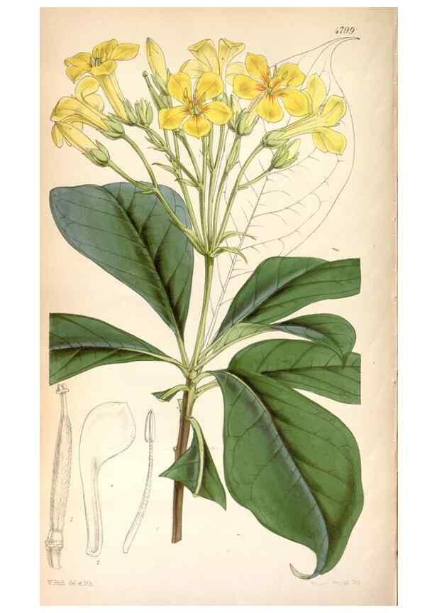 Reproducción/Reproduction 8600609074: Curtis's botanical magazine.. London ;New York [etc.] :Academic Press [etc.]