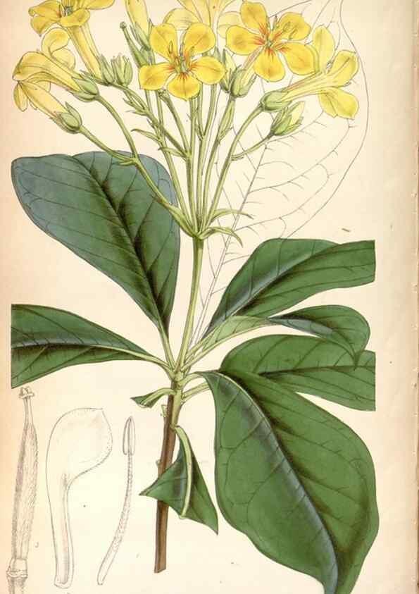 Reproducción/Reproduction 8600609074: Curtis's botanical magazine.. London ;New York [etc.] :Academic Press [etc.]