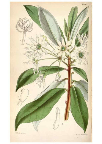 Reproducción/Reproduction 8599508971: Curtis's botanical magazine.. London ;New York [etc.] :Academic Press [etc.]