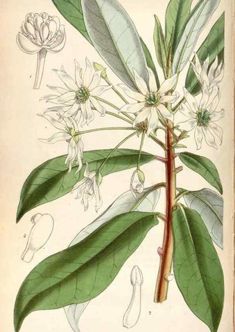 Reproducción/Reproduction 8599508971: Curtis's botanical magazine.. London ;New York [etc.] :Academic Press [etc.]