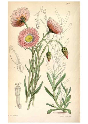 Reproducción/Reproduction 8600611500: Curtis's botanical magazine.. London ;New York [etc.] :Academic Press [etc.]