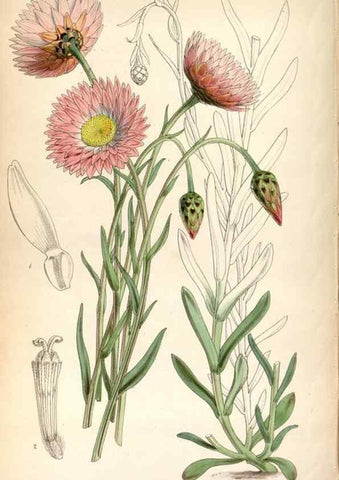 Reproducción/Reproduction 8600611500: Curtis's botanical magazine.. London ;New York [etc.] :Academic Press [etc.]