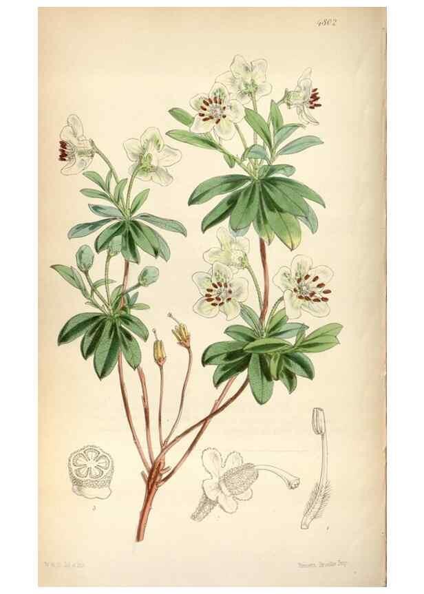 Reproducción/Reproduction 8600612168: Curtis's botanical magazine.. London ;New York [etc.] :Academic Press [etc.]