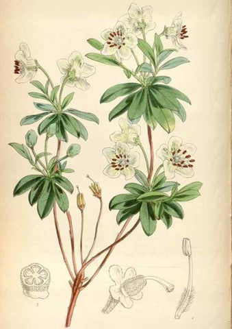Reproducción/Reproduction 8600612168: Curtis's botanical magazine.. London ;New York [etc.] :Academic Press [etc.]