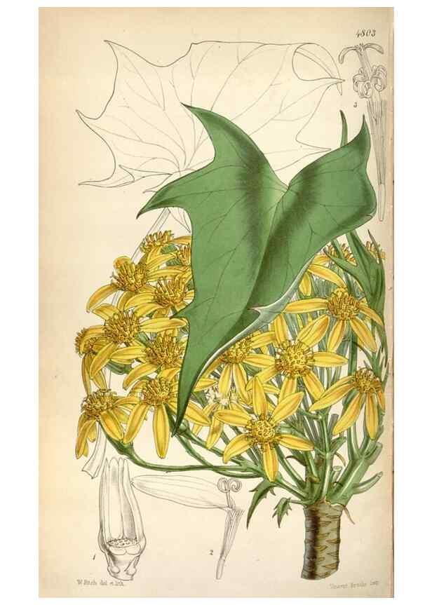 Reproducción/Reproduction 8600613206: Curtis's botanical magazine.. London ;New York [etc.] :Academic Press [etc.]