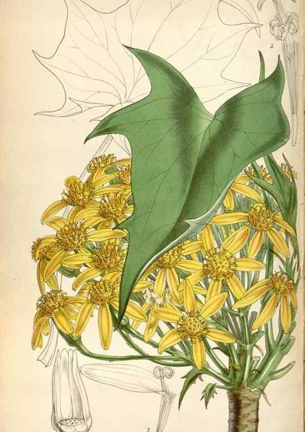Reproducción/Reproduction 8600613206: Curtis's botanical magazine.. London ;New York [etc.] :Academic Press [etc.]