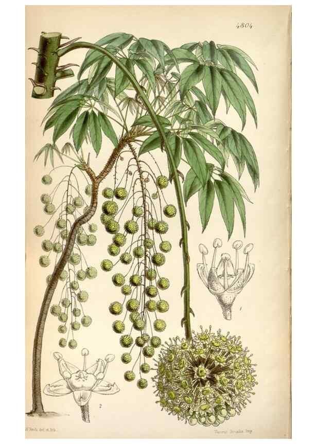 Reproducción/Reproduction 8599513707: Curtis's botanical magazine.. London ;New York [etc.] :Academic Press [etc.]