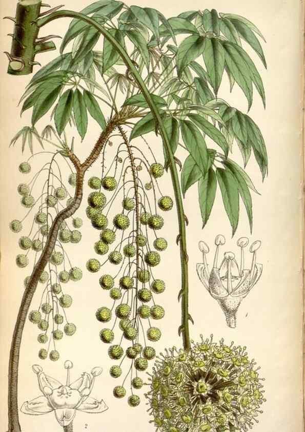 Reproducción/Reproduction 8599513707: Curtis's botanical magazine.. London ;New York [etc.] :Academic Press [etc.]