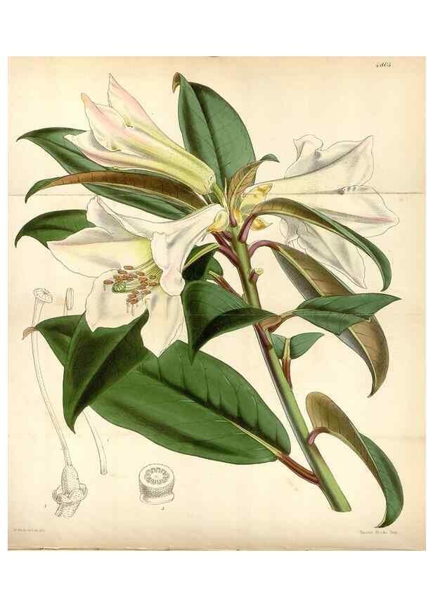 Reproducción/Reproduction 8599514185: Curtis's botanical magazine.. London ;New York [etc.] :Academic Press [etc.]
