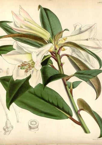 Reproducción/Reproduction 8599514185: Curtis's botanical magazine.. London ;New York [etc.] :Academic Press [etc.]