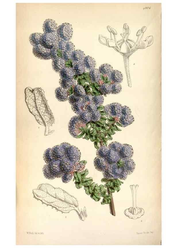 Reproducción/Reproduction 8599515283: Curtis's botanical magazine.. London ;New York [etc.] :Academic Press [etc.]