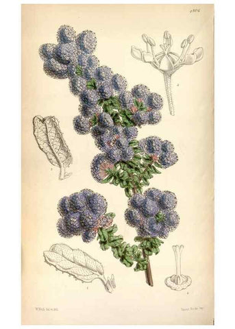 Reproducción/Reproduction 8599515283: Curtis's botanical magazine.. London ;New York [etc.] :Academic Press [etc.]