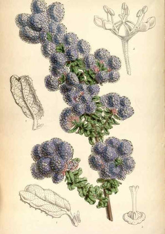 Reproducción/Reproduction 8599515283: Curtis's botanical magazine.. London ;New York [etc.] :Academic Press [etc.]