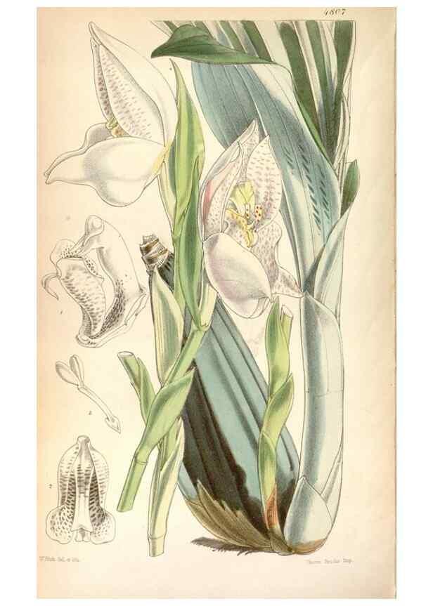Reproducción/Reproduction 8599516069: Curtis's botanical magazine.. London ;New York [etc.] :Academic Press [etc.]