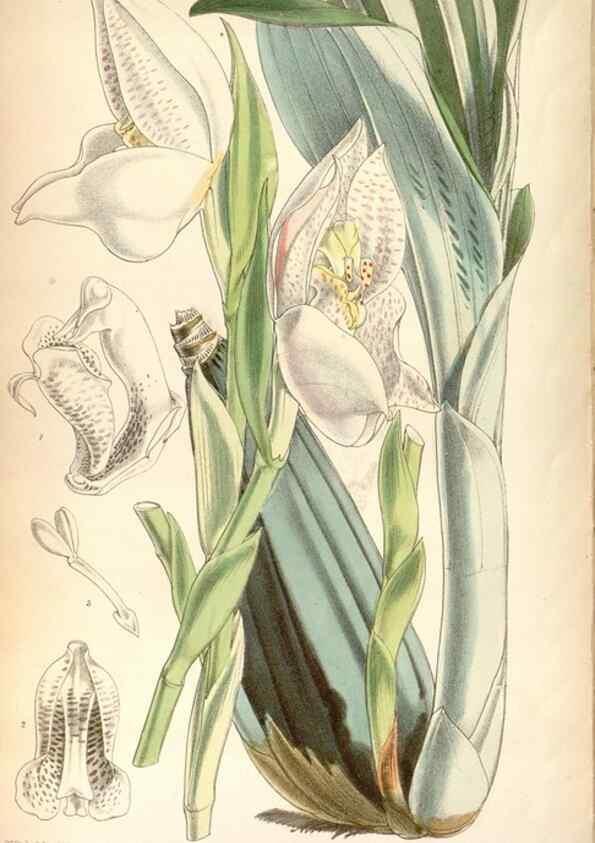 Reproducción/Reproduction 8599516069: Curtis's botanical magazine.. London ;New York [etc.] :Academic Press [etc.]