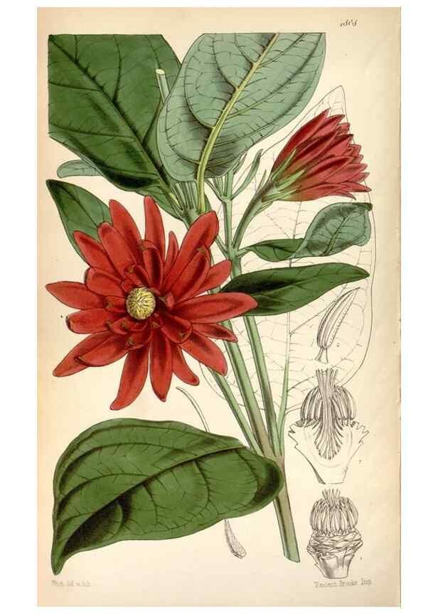 Reproducción/Reproduction 8600618820: Curtis's botanical magazine.. London ;New York [etc.] :Academic Press [etc.]