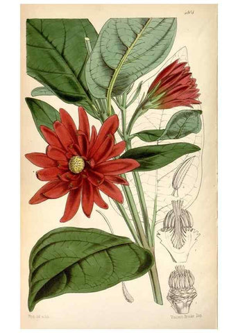 Reproducción/Reproduction 8600618820: Curtis's botanical magazine.. London ;New York [etc.] :Academic Press [etc.]