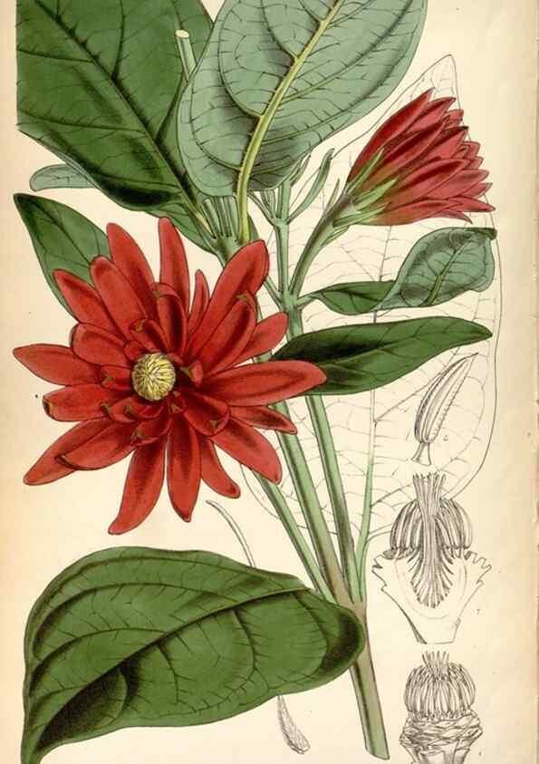 Reproducción/Reproduction 8600618820: Curtis's botanical magazine.. London ;New York [etc.] :Academic Press [etc.]