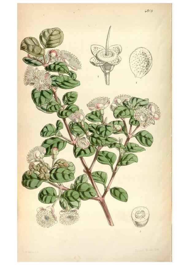 Reproducción/Reproduction 8600619544: Curtis's botanical magazine.. London ;New York [etc.] :Academic Press [etc.]