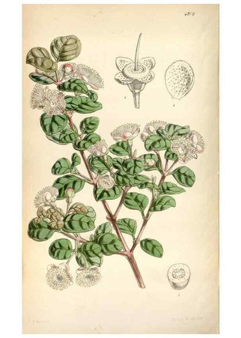 Reproducción/Reproduction 8600619544: Curtis's botanical magazine.. London ;New York [etc.] :Academic Press [etc.]