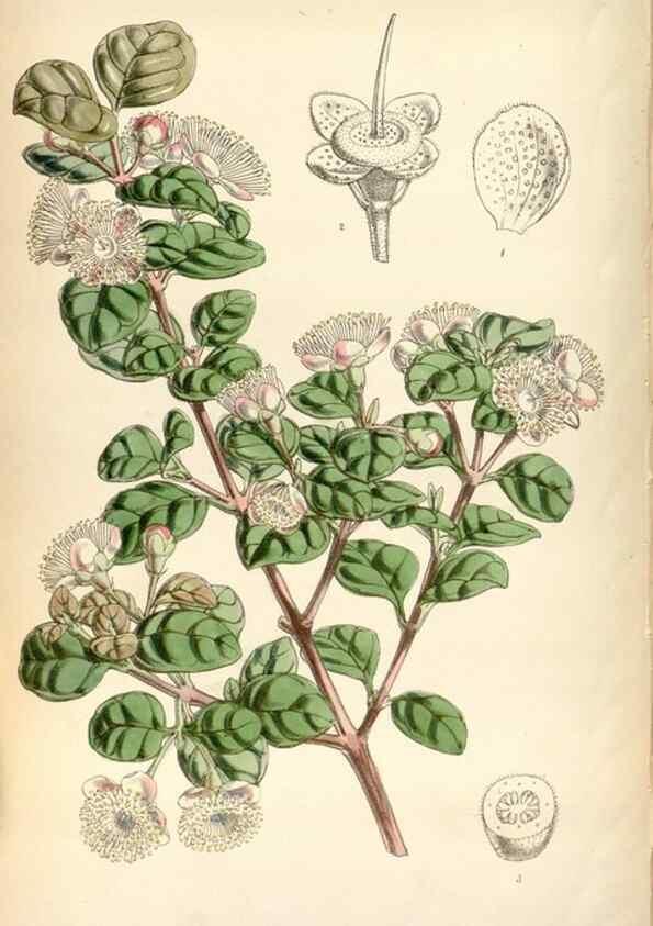 Reproducción/Reproduction 8600619544: Curtis's botanical magazine.. London ;New York [etc.] :Academic Press [etc.]