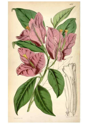 Reproducción/Reproduction 8599519651: Curtis's botanical magazine.. London ;New York [etc.] :Academic Press [etc.]