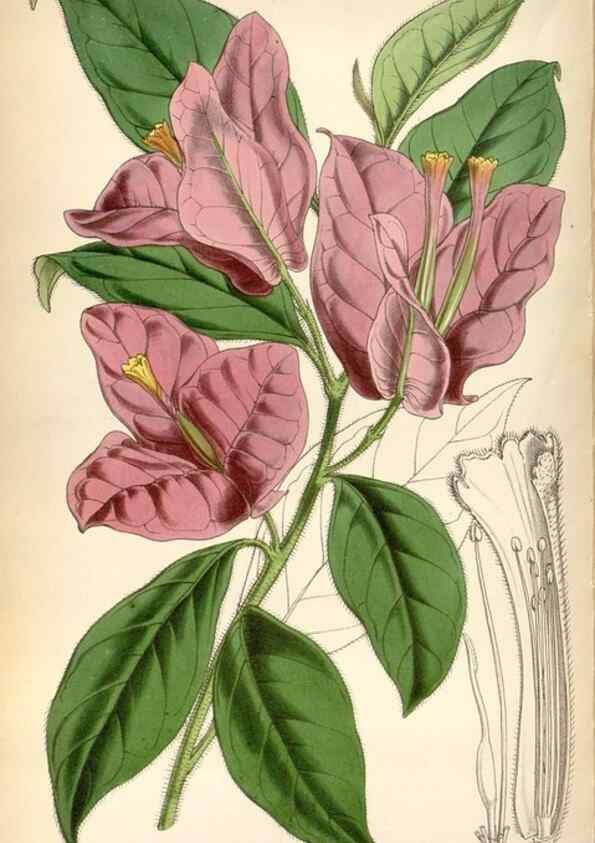 Reproducción/Reproduction 8599519651: Curtis's botanical magazine.. London ;New York [etc.] :Academic Press [etc.]
