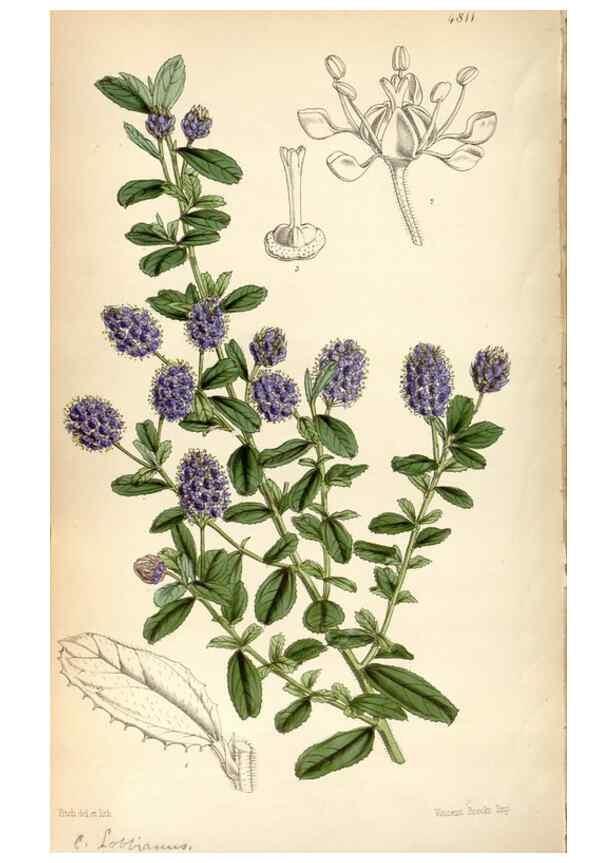Reproducción/Reproduction 8600621150: Curtis's botanical magazine.. London ;New York [etc.] :Academic Press [etc.]