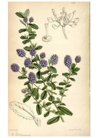Reproducción/Reproduction 8600621150: Curtis's botanical magazine.. London ;New York [etc.] :Academic Press [etc.]