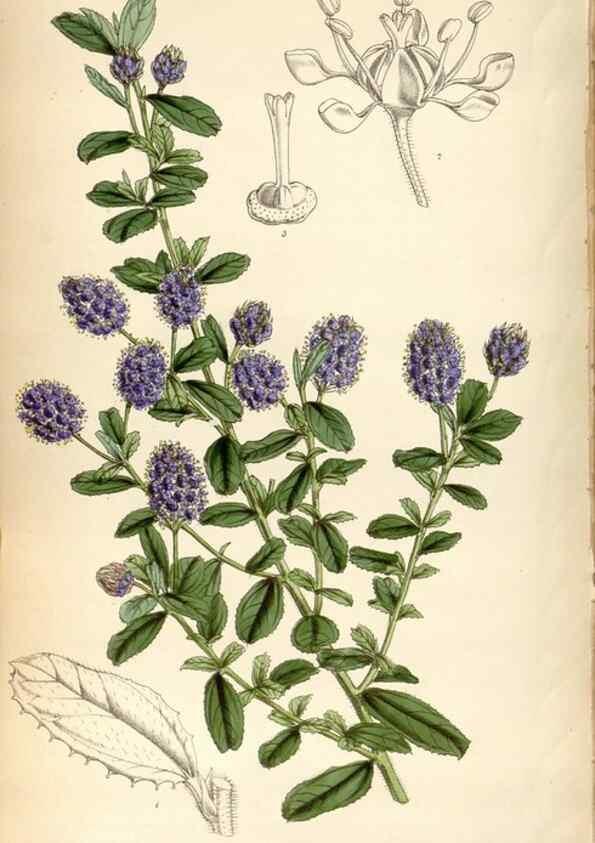 Reproducción/Reproduction 8600621150: Curtis's botanical magazine.. London ;New York [etc.] :Academic Press [etc.]