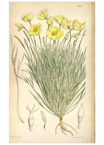 Reproducción/Reproduction 8600622746: Curtis's botanical magazine.. London ;New York [etc.] :Academic Press [etc.]