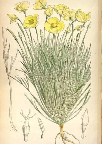 Reproducción/Reproduction 8600622746: Curtis's botanical magazine.. London ;New York [etc.] :Academic Press [etc.]