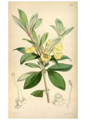 Reproducción/Reproduction 8600574038: Curtis's botanical magazine.. London ;New York [etc.] :Academic Press [etc.]