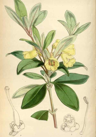 Reproducción/Reproduction 8600574038: Curtis's botanical magazine.. London ;New York [etc.] :Academic Press [etc.]