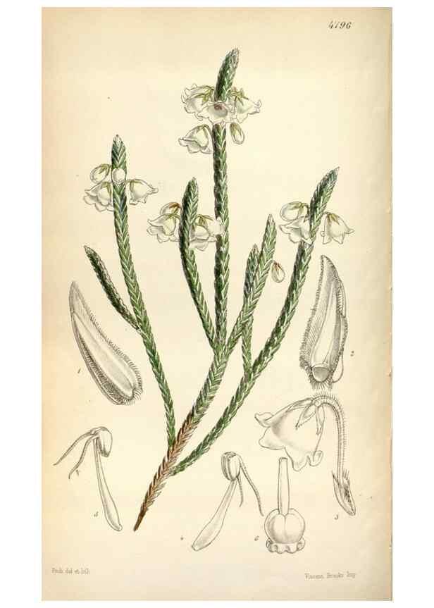 Reproducción/Reproduction 8600571768: Curtis's botanical magazine.. London ;New York [etc.] :Academic Press [etc.]