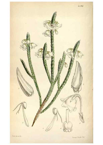 Reproducción/Reproduction 8600571768: Curtis's botanical magazine.. London ;New York [etc.] :Academic Press [etc.]