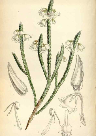 Reproducción/Reproduction 8600571768: Curtis's botanical magazine.. London ;New York [etc.] :Academic Press [etc.]