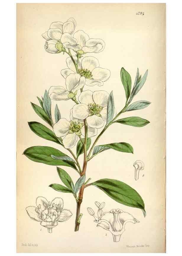 Reproducción/Reproduction 8599469731: Curtis's botanical magazine.. London ;New York [etc.] :Academic Press [etc.]