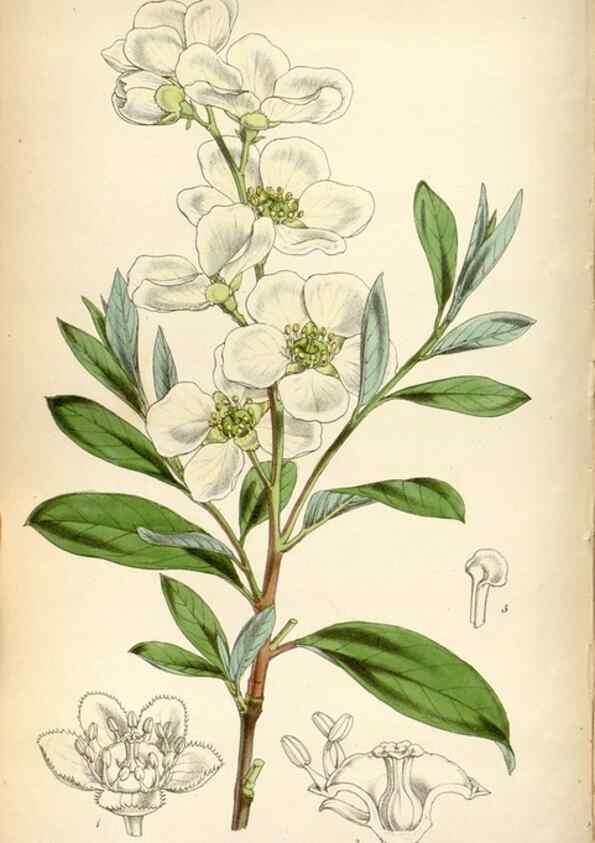 Reproducción/Reproduction 8599469731: Curtis's botanical magazine.. London ;New York [etc.] :Academic Press [etc.]