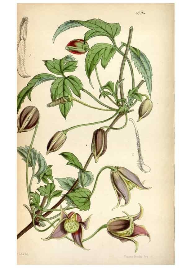 Reproducción/Reproduction 8599467293: Curtis's botanical magazine.. London ;New York [etc.] :Academic Press [etc.]