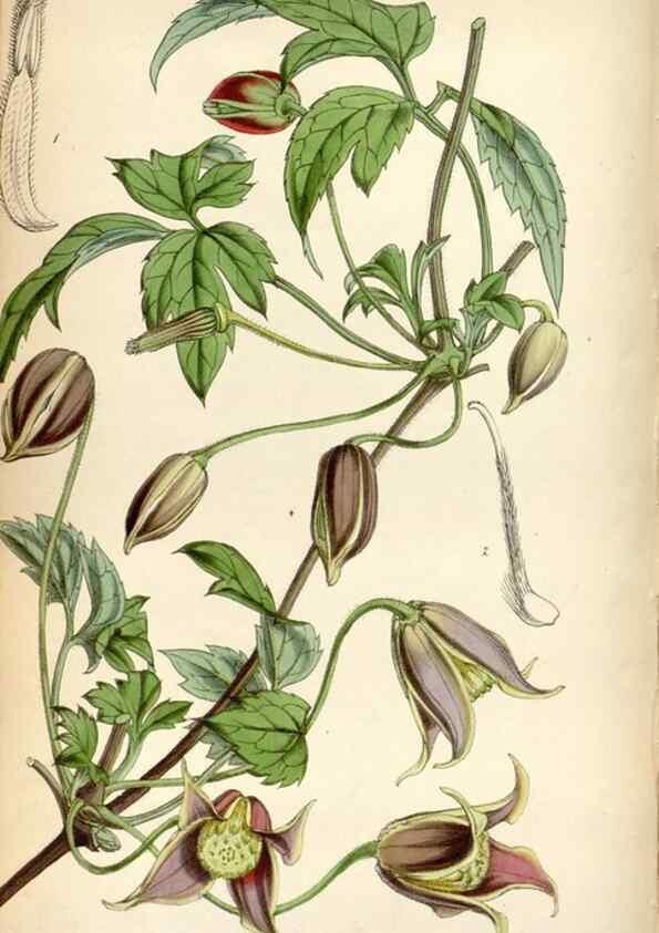 Reproducción/Reproduction 8599467293: Curtis's botanical magazine.. London ;New York [etc.] :Academic Press [etc.]
