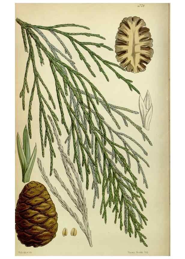 Reproducción/Reproduction 8600522326: Curtis's botanical magazine.. London ;New York [etc.] :Academic Press [etc.]