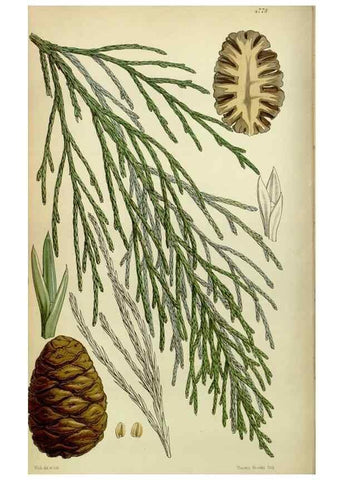 Reproducción/Reproduction 8600522326: Curtis's botanical magazine.. London ;New York [etc.] :Academic Press [etc.]