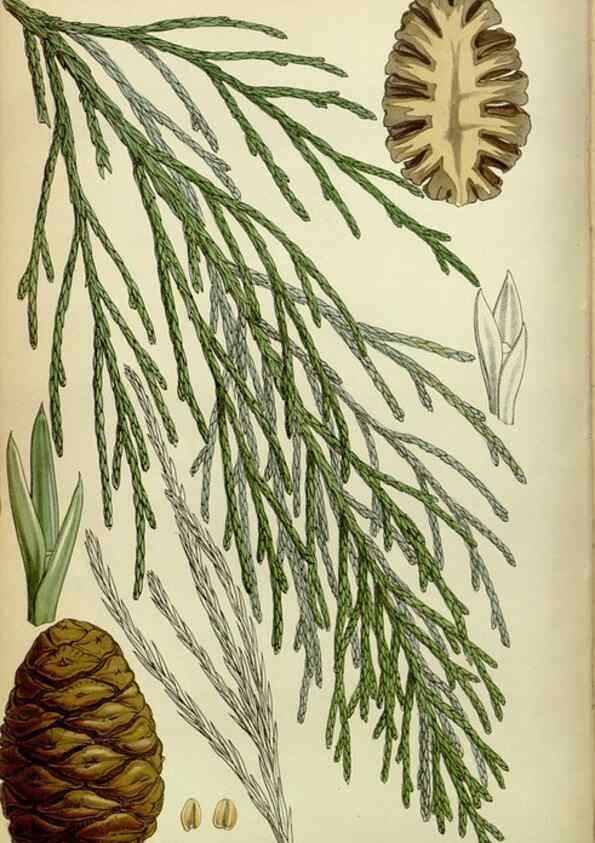 Reproducción/Reproduction 8600522326: Curtis's botanical magazine.. London ;New York [etc.] :Academic Press [etc.]